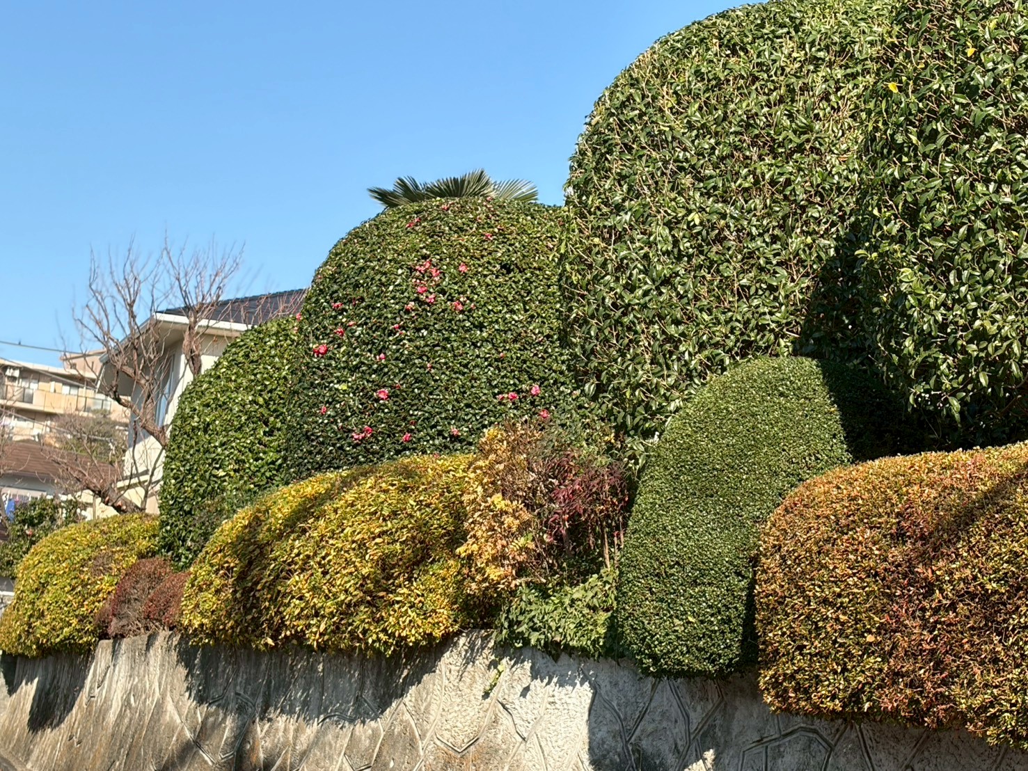 庭師が松の木を手入れする様子