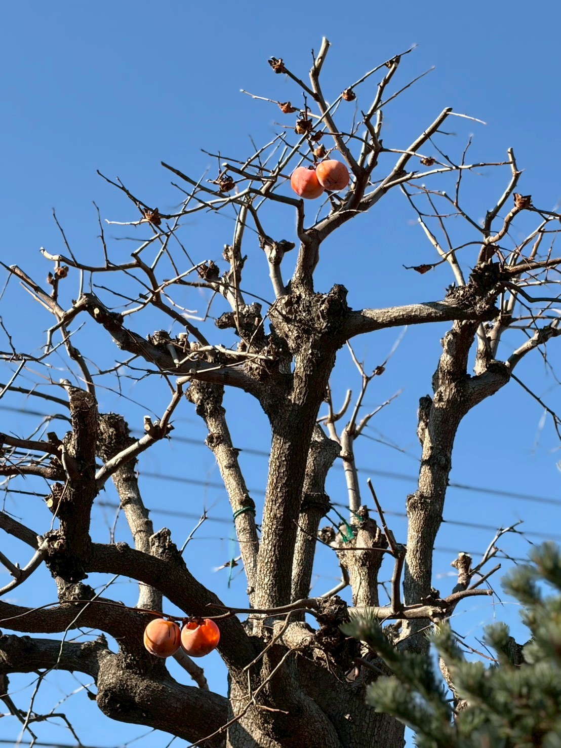 色とりどりの庭木