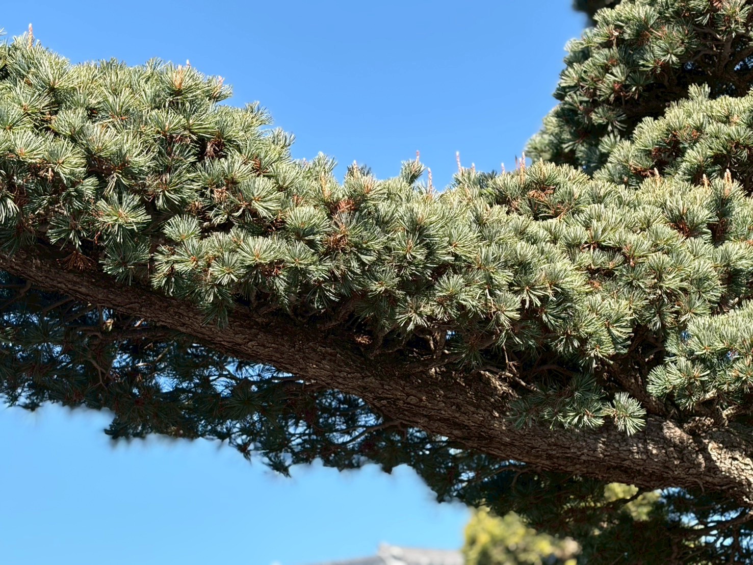 松の木の仕立て